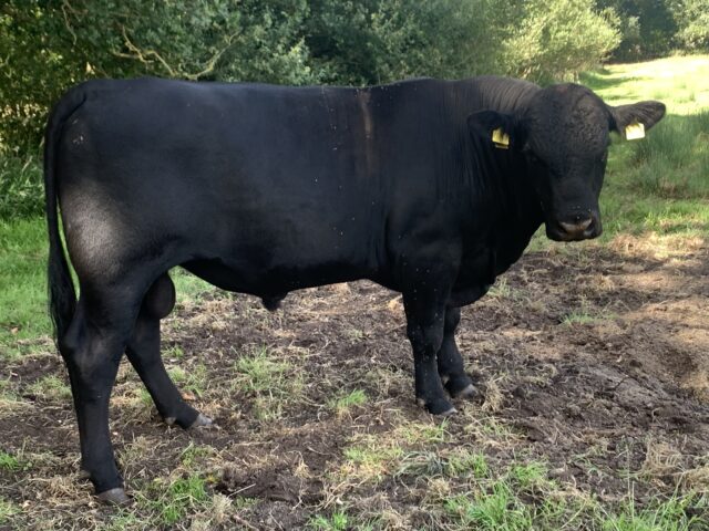 Pedigree Aberdeen Angus bulls
