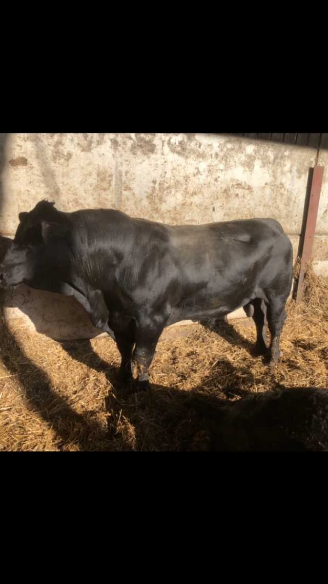Aberdeen Angus bull