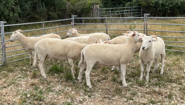 Wiltshire Horn X Easicare ewe lambs