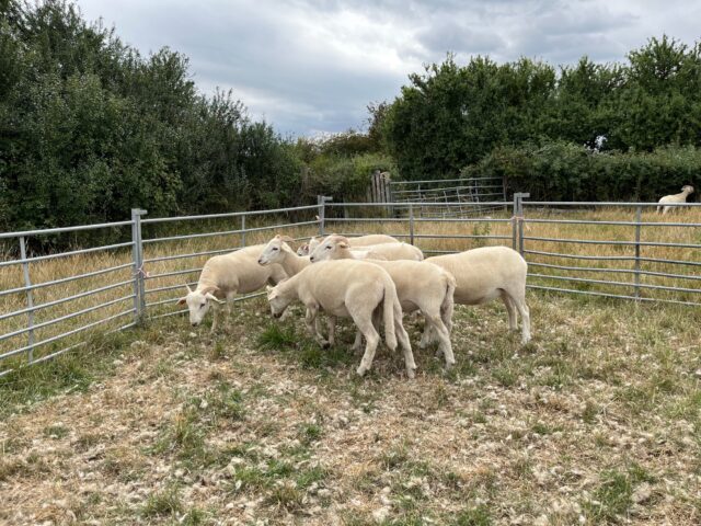 Wiltshire Horn X Easicare ewe lambs