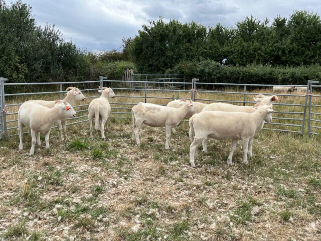 Wiltshire Horn X Easicare ewe lambs