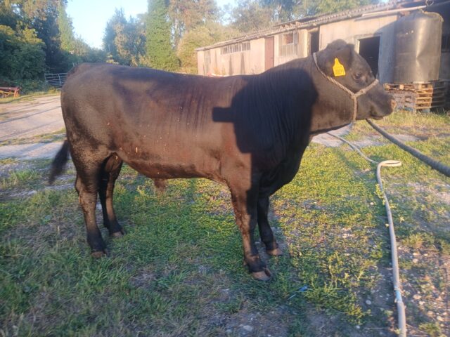 Pedigree Aberdeen Angus bulls