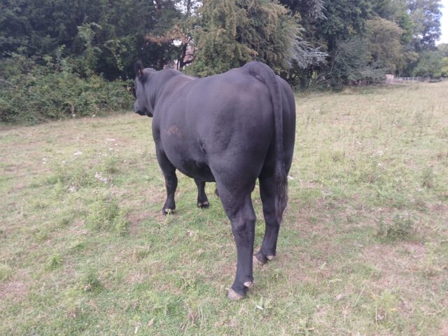 Pedigree Aberdeen Angus bulls