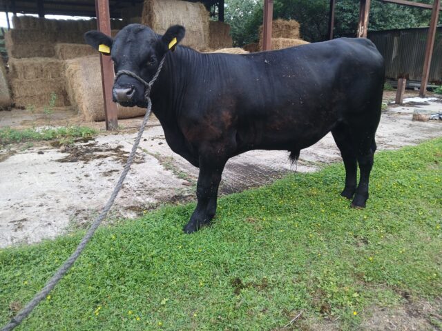 Pedigree Aberdeen Angus bulls