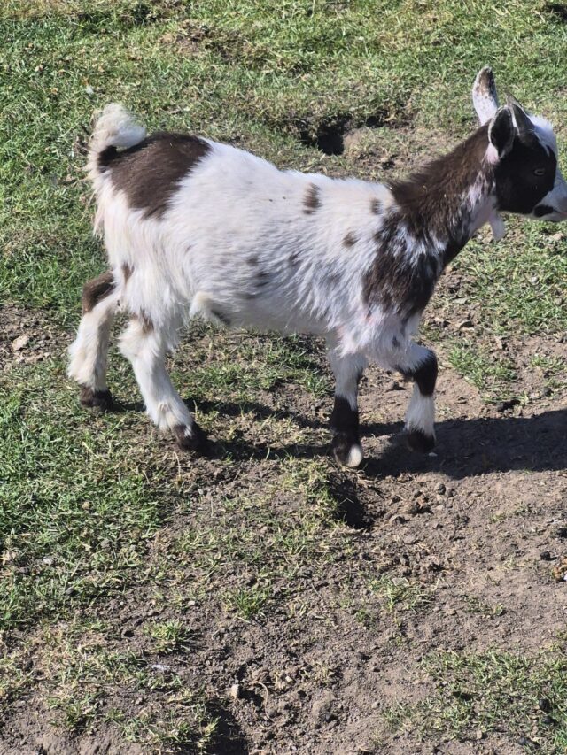 Pygmy Goats