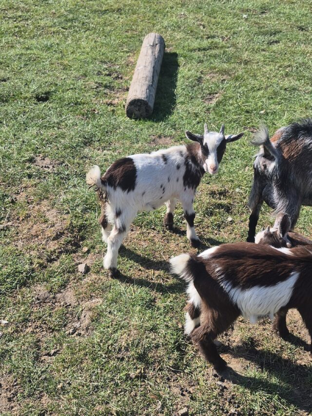 Pygmy Goats