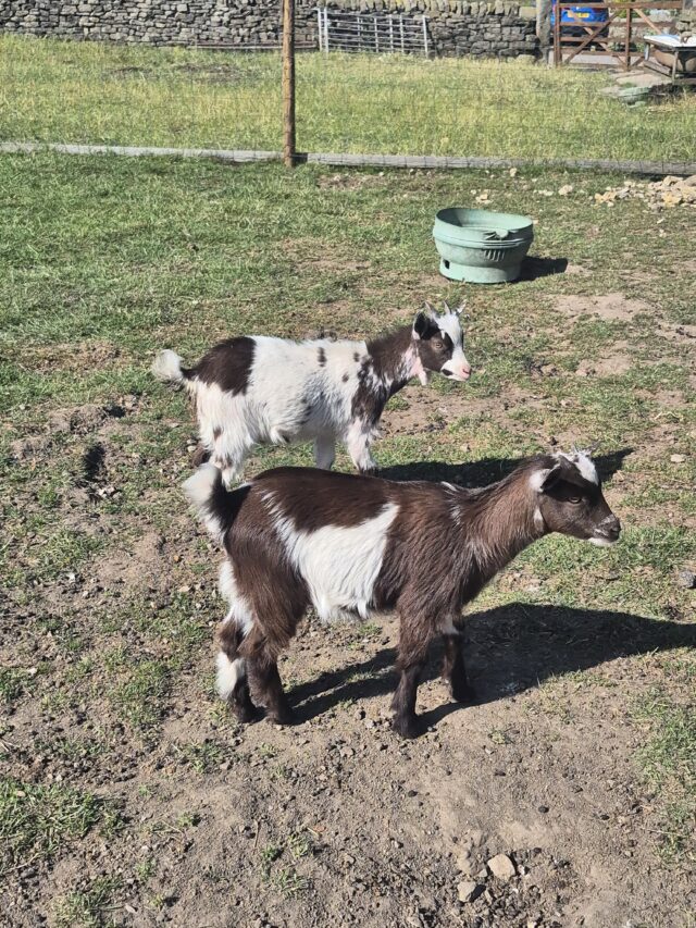 Pygmy Goats