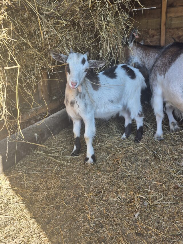 Pygmy Goats