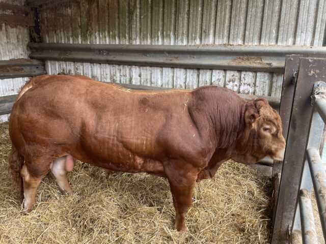 Pedigree Limousin bull