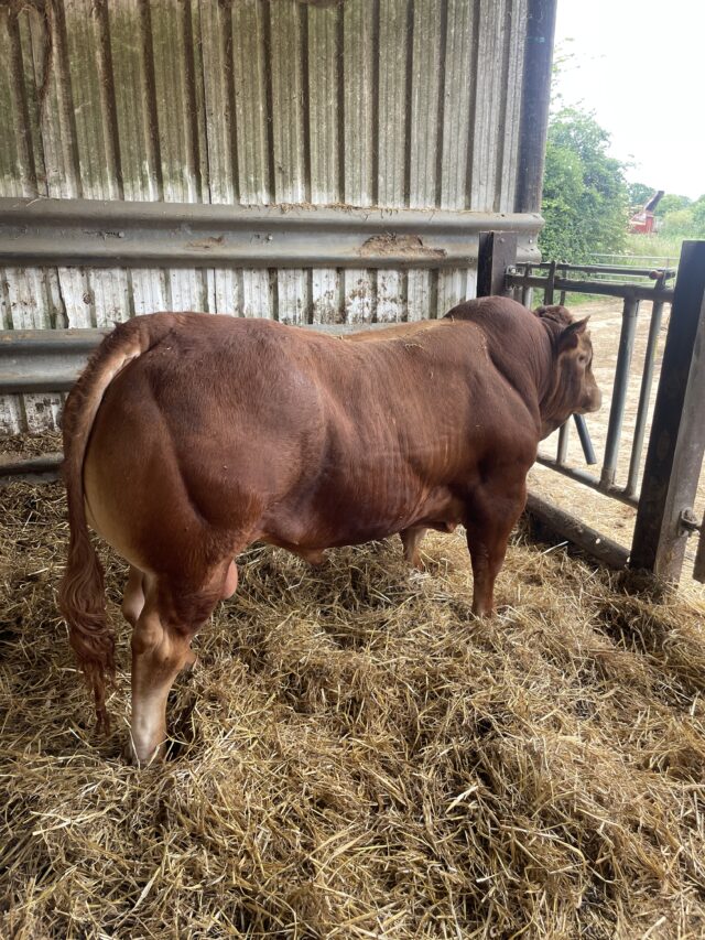 Pedigree Limousin bull