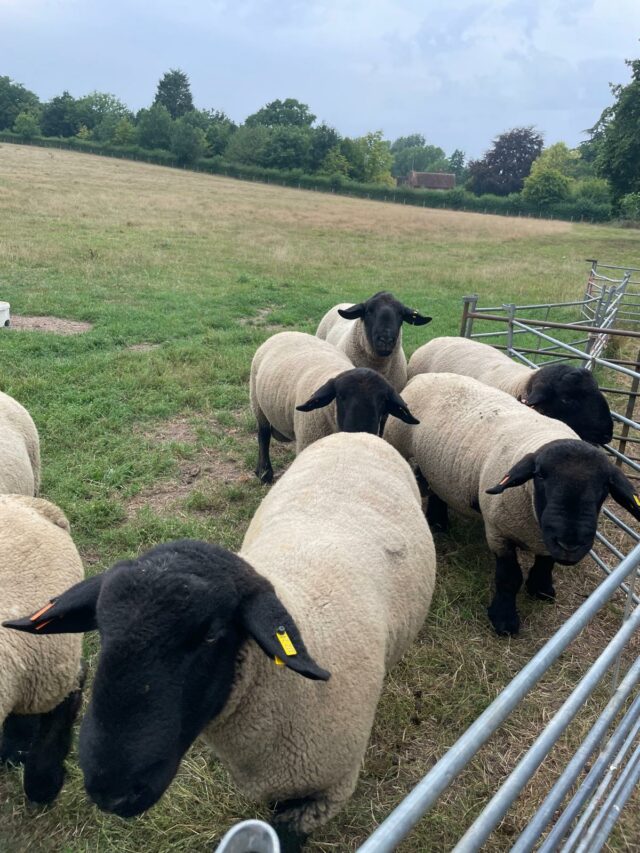 Sheep