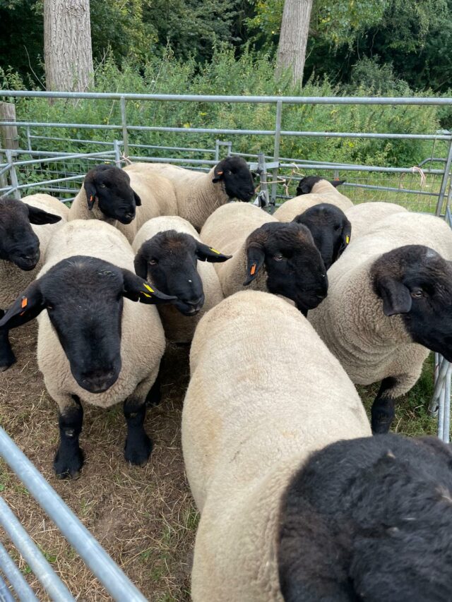 Sheep