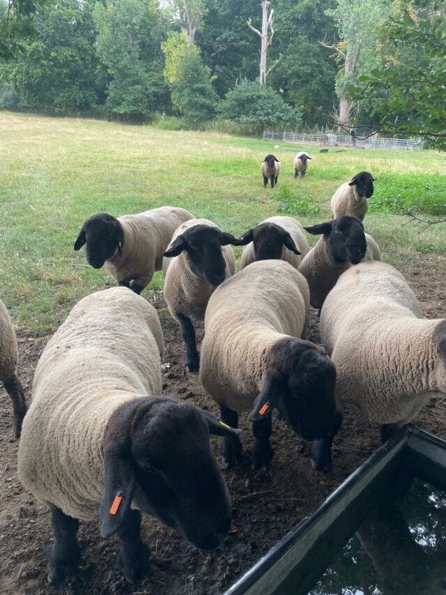 Sheep