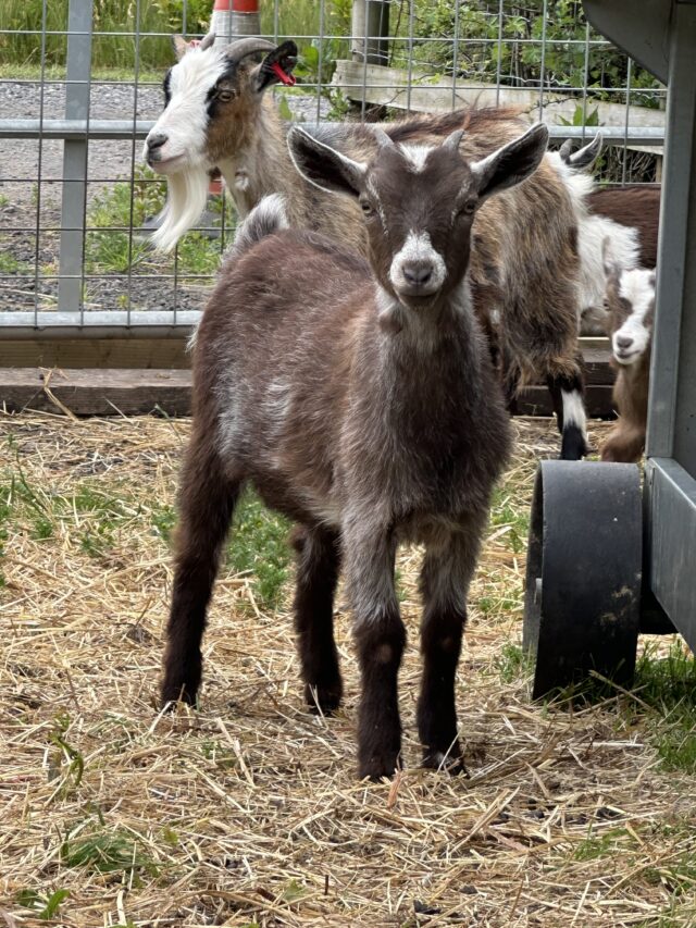 Pygmy goats for sale