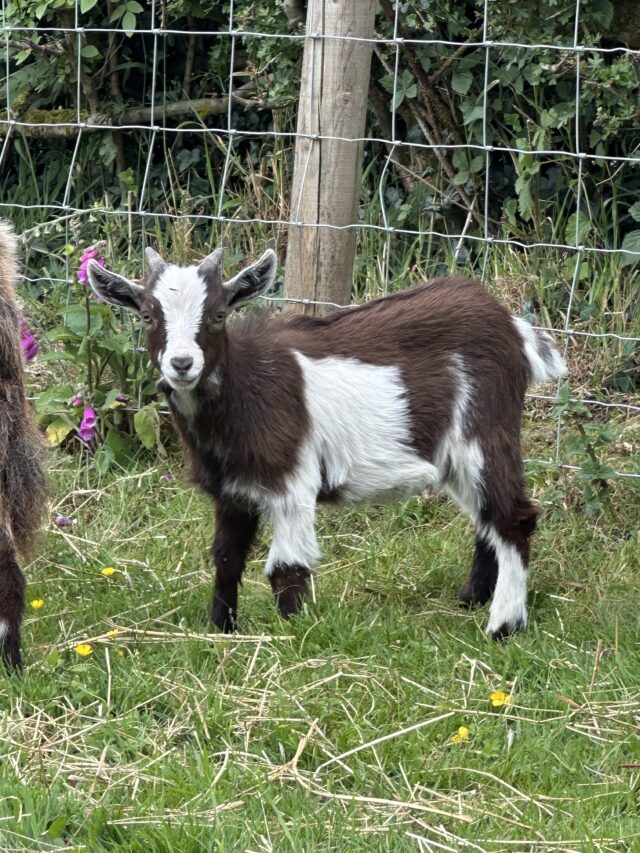 Pygmy goats for sale