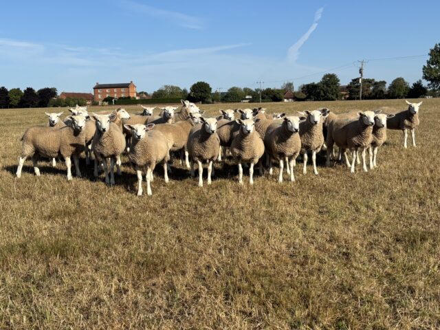 30 Registered Lleyn Ewe Lambs