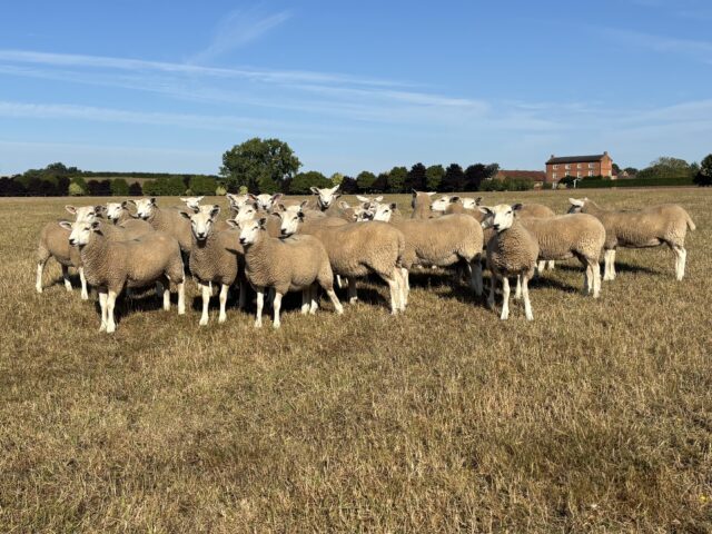 30 Registered Lleyn Ewe Lambs