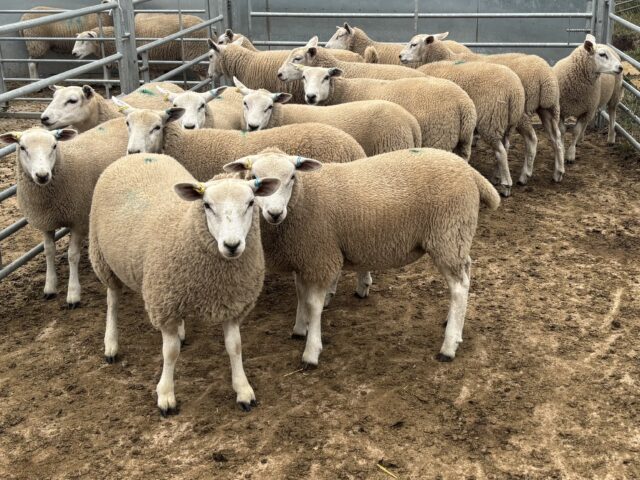 30 Registered Lleyn Ewe Lambs