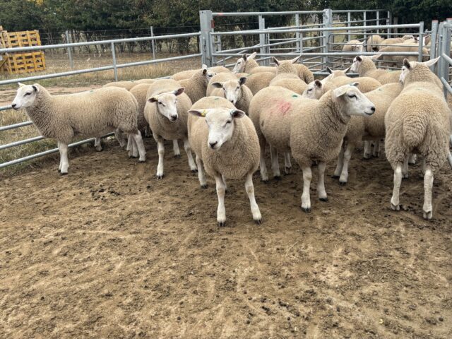 30 Registered Lleyn Ewe Lambs