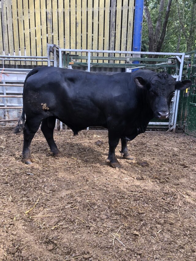 Aberdeen Angus bull