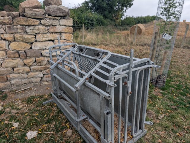 Turnover crate for sheep
