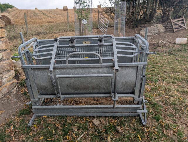 Turnover crate for sheep