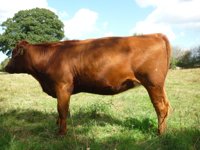 Stabiliser Breeding Heifers