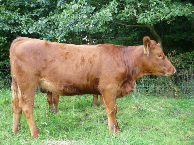 Stabiliser Breeding Heifers