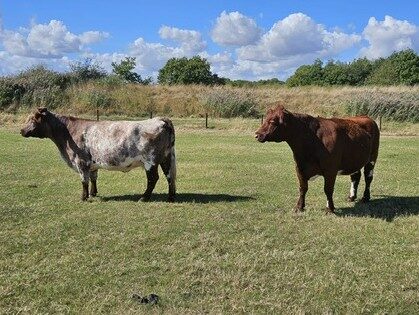 Beef shorthorn cows