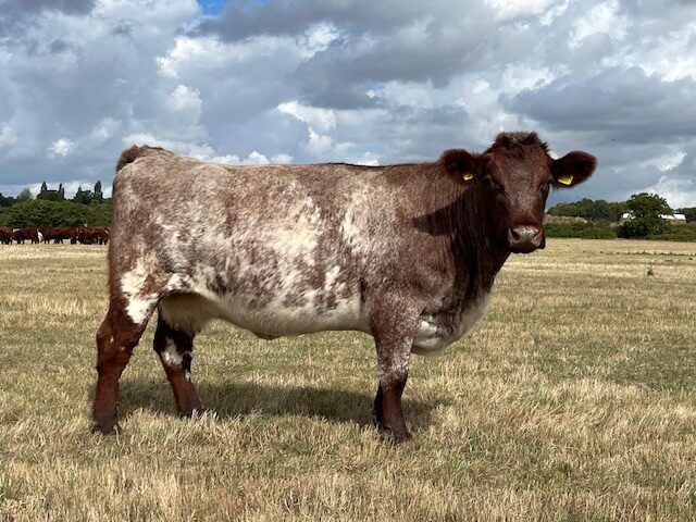 Beef shorthorn cows