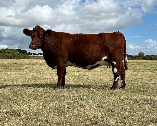 Beef shorthorn cows