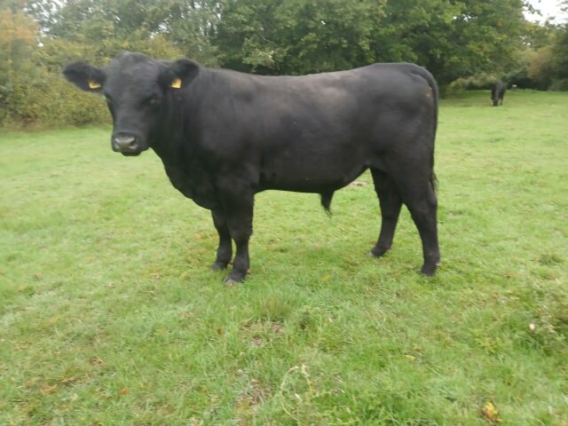Pedigree Aberdeen Angus bulls