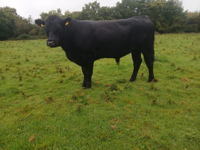 Pedigree Aberdeen Angus bulls