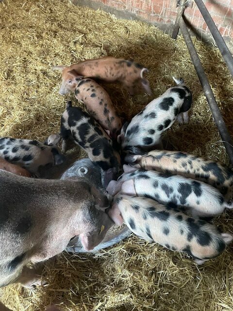 5 Superb Oxford Sandy and Black Weaners