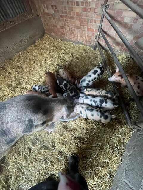 5 Superb Oxford Sandy and Black Weaners