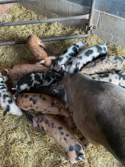 5 Superb Oxford Sandy and Black Weaners