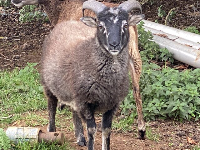 7 soay wethers