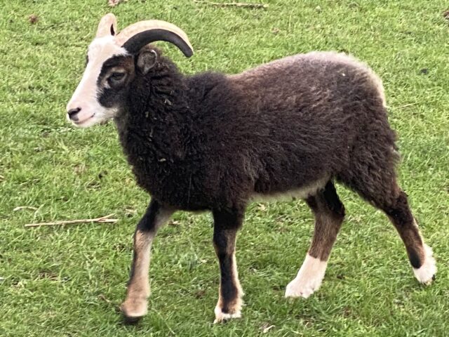 7 soay wethers