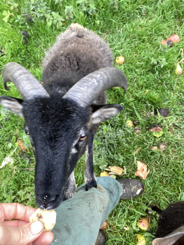 7 soay wethers