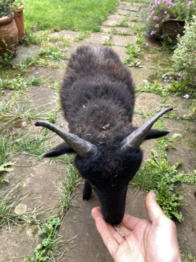 7 soay wethers