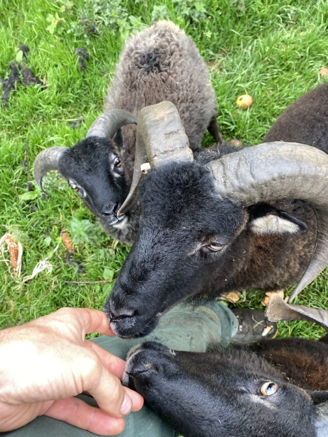 Soay rams sale or hire