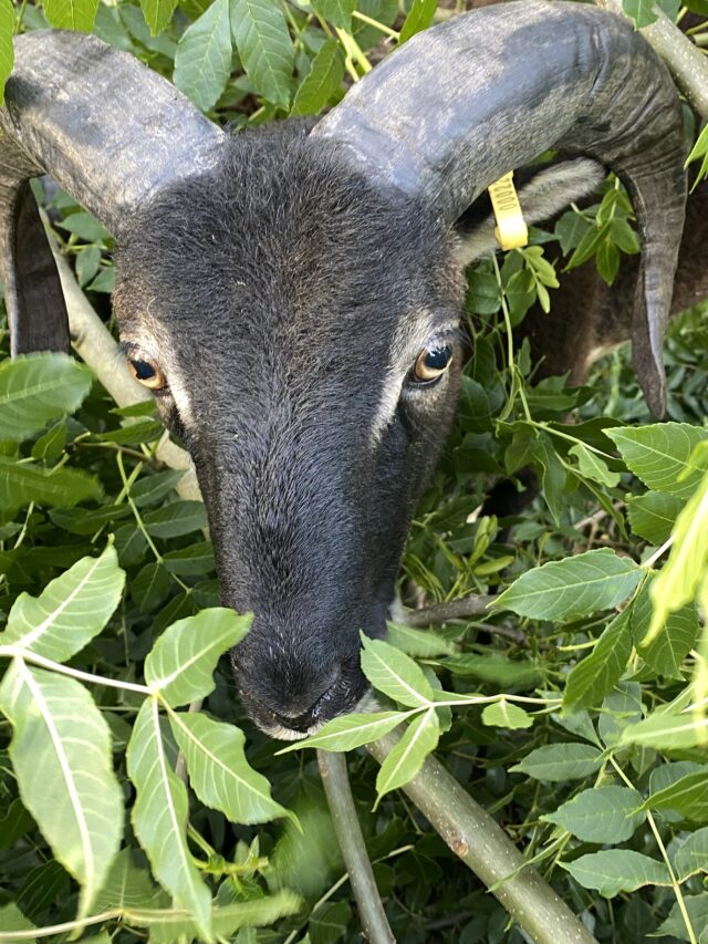 Soay rams sale or hire