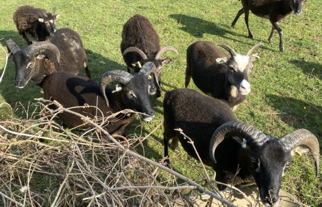Soay rams sale or hire