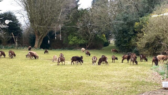 Soay sheep for hire conservation grazing