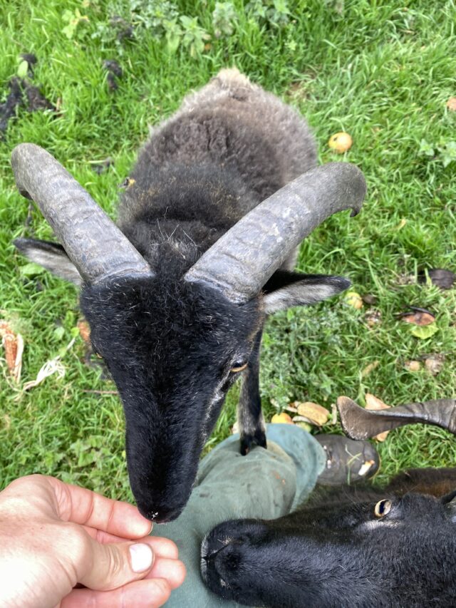 Soay sheep for hire conservation grazing