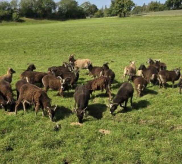 Soay sheep for hire conservation grazing