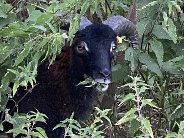 Soay sheep for hire conservation grazing