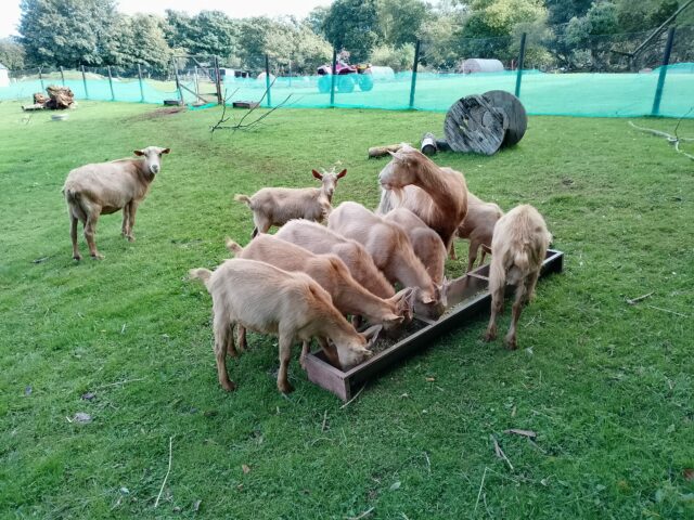 royal golden guernsey pedigree goats
