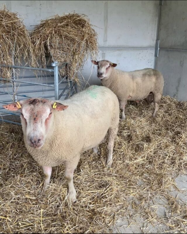 2 Rouge de L’ouest Breeding Ewes