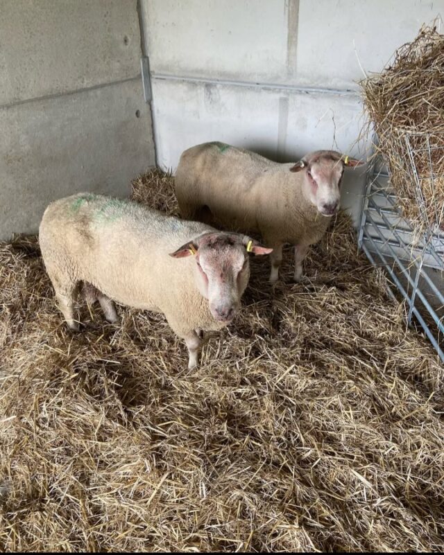 2 Rouge de L’ouest Breeding Ewes